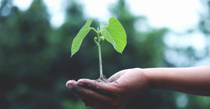 Sustainability Challenge - Person Holding A Green Plant