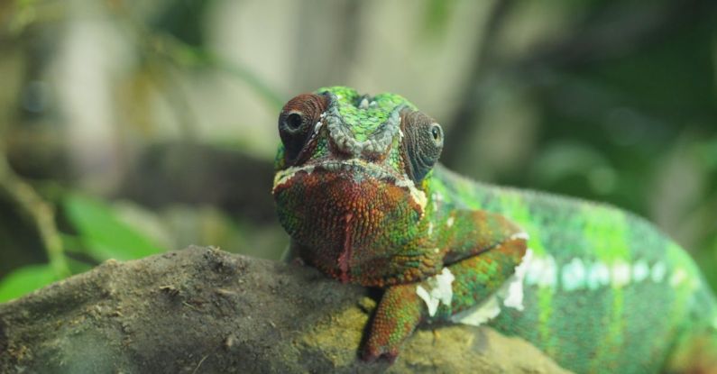 Biodiversity - A green and red chamelon lizard sitting on a branch