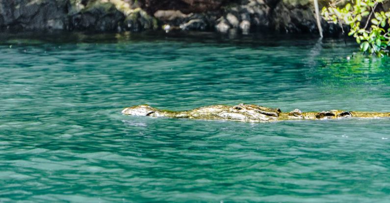 Emerging Technologies - A crocodile swimming in the water near a rock