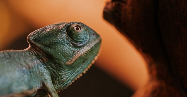 Small Teams - A chamelon lizard is sitting on a branch